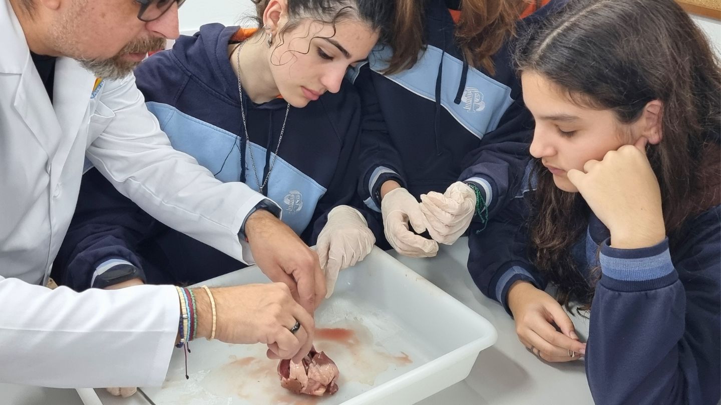 Anatomía del corazón 2024